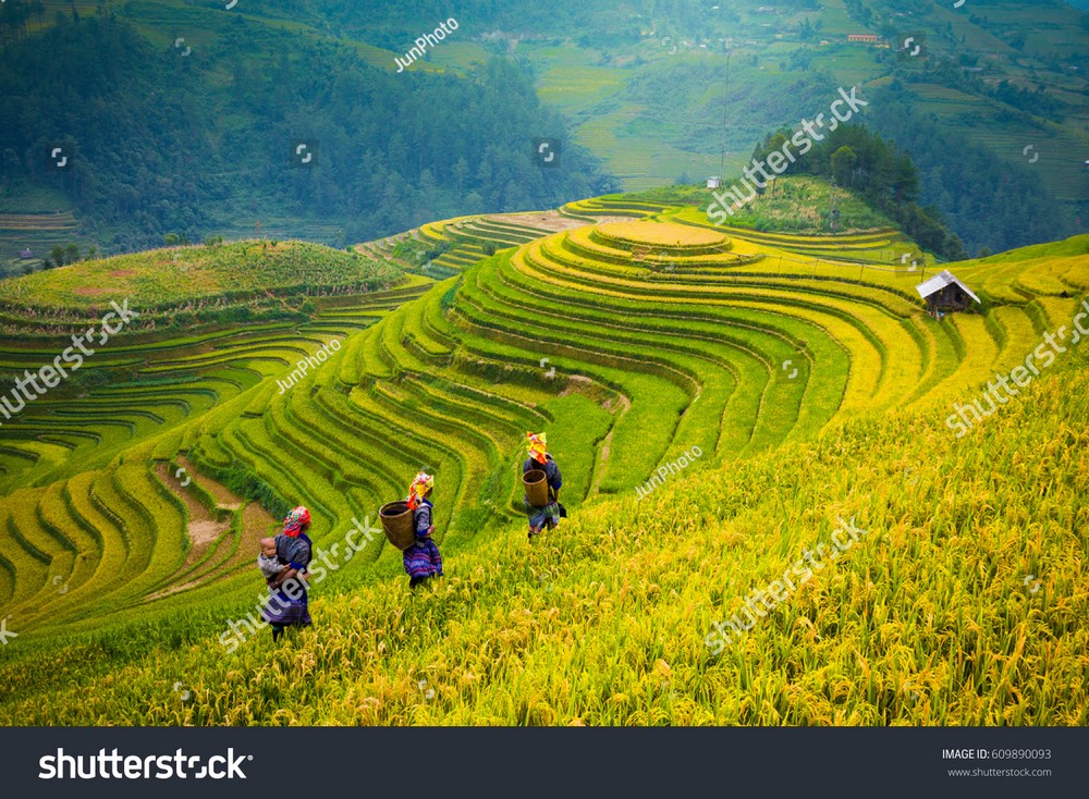 Ruộng bậc thang Tây Bắc MRBT-036